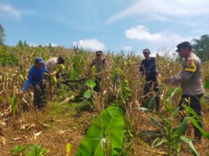 Panen Raya Jagung 3 Hektare di Cigemblong, Polsek Cijaku Perkuat Ketahanan Pangan Nasional