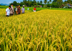 Kabupaten Subang Perkuat Ketahanan Pangan: Pendampingan Petani dan Semangat Gotong Royong Kunci Masa Depan Negeri