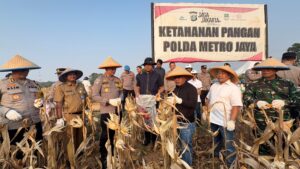 Panen Raya Jagung Kuartal I 2026 di Cikarang Pusat, Polres Metro Bekasi Siapkan Panen Bertahap hingga 50 Hektare
